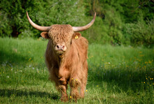 Scottish Highland Cow Bull With Long Horns An A Green Mountain Meadow With Spring Flowers