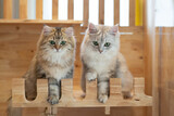 Fototapeta Koty - Two Cute Persian kittens playing on cat tower