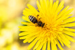 pszczoła miodna zbiera pyłek na żółtym kwiatku mniszka lekarskiego