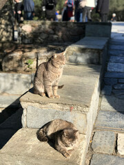 Two cute cats enjoying the sun on a stone wall in Athens.