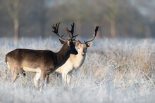 Close Up Of A Fallow Deer In Winter