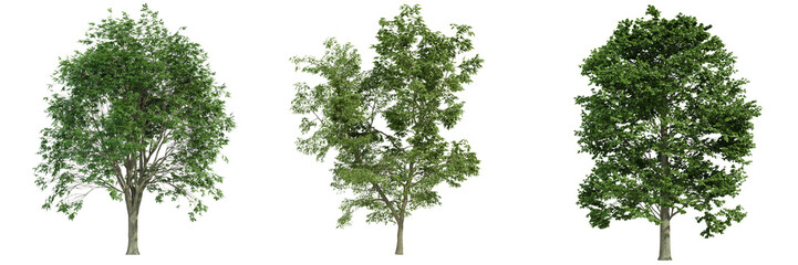 various tree isolated on white, photorealistic render