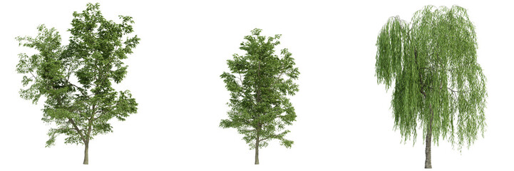 Sticker - various tree isolated on white, photorealistic render