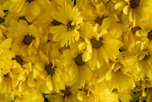 Yellow Chrysanthemum Flowers. Flower Close-up. Floral Flowers Background.