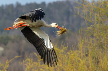 White stork (ciconia ciconia), early spring near Hunawihr, Alsace, France