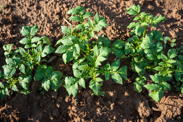 Wall Mural - Top view potato plant in the field.