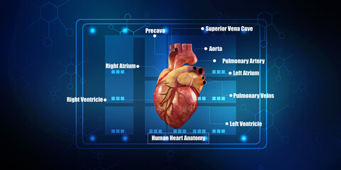 Poster - 3d illustration  Anatomy of Human Heart 
