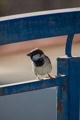 Wall Mural - bird on a fence