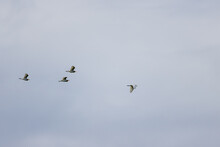 Four White Egrets (egretta Garzetta) Are Flying In A Gray Sky