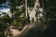white swiss shepherd dog standing in the forest