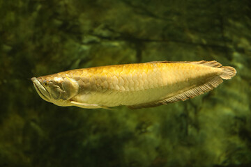 Wall Mural - Platinum arowana (Osteoglossum bicirrhosum) most expensive fish in the world. Fish in the aquarium. Fish underwater.