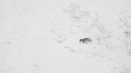 Wall Mural - Wild mountains in the winter season, the Italian wolf (Canis lupus italicus)