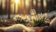 The snowdrop flowers (Galanthus nivalis) breaks out from under the snow in the spring forest. Dawn, sunset. Thaw, the onset of spring, the warm season. Snowdrop day holiday April 19 concept.