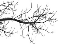 Dead Branches , Silhouette Dead Tree Or Dry Tree  On White Background. 
