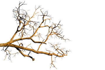 Dead branches , Silhouette dead tree or dry tree  on white background. 
