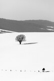 Fototapeta Natura - tree in snow. Minimal landscape.