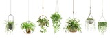 Fototapeta Tulipany - Collection of beautiful plants hanging in various pots isolated on transparent background. 3D render.
