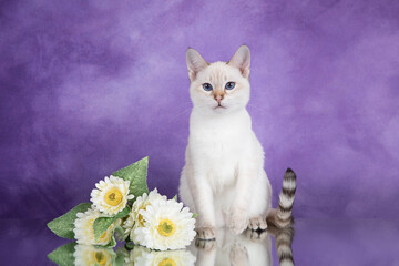 Wall Mural - A beautiful tabby Thai cat sits on a purple background with a flower.