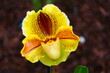 Blüte des Frauenschuh, Orchidee