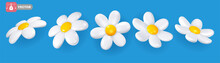 Set Of Daisy With White Petals And Yellow Centre. Volumetric Chamomile Flowers, View From Different Angles. Isolated On Blue Background. Vector 3d Realistic Illustration