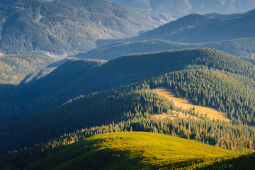 Affiche - View from above of the valley covered with wild coniferous forest. Carpathian mountains, Ukraine.