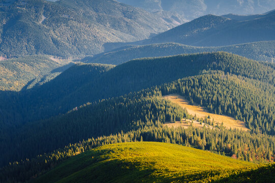 Wall Mural - View from above of the valley covered with wild coniferous forest. Carpathian mountains, Ukraine.