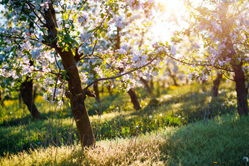 Photo Sur Toile - Blossoming apple orchard in idyllic sunny day. Agrarian region of Ukraine, Europe.