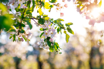 Photo Sur Toile - White flowers of a blooming apple tree on a sunny day close-up.