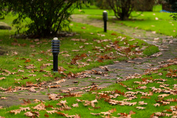 Wall Mural - leafy walking path in the park