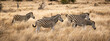 Group of Zebras in the Kruger National Park, South Africa