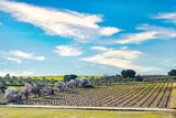 Fototapeta Na sufit - Rural landscape of a vineyard flanked by a row of blooming almond trees in winter.