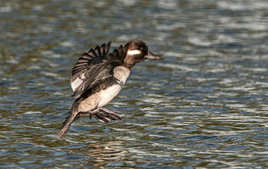 Wall Mural - Bucephala albeola - bufflehead Female duck flying and landing in pond water