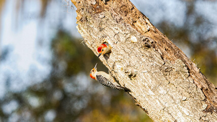 Wall Mural - red bellied woodpeckers - melanerpes carolinus - male and female perched on dead tree snag by its ne