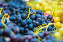 The freshly harvested bunch of blue Concord Grapes. Selective focus