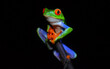 Red Eyed Tree Frog sitting on a branch in Costa Rica with a black background