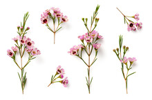 Collection Of Beautiful Pink Wax Flower Twigs In Different Positions, Isolated Floral Design Element, Top View / Flat Lay