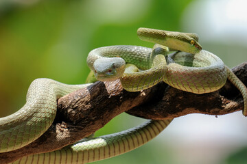 Wall Mural - green snake on tree