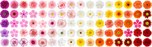 Big Collection Set Of Various Colorful Flowers  Isolated On White Background.studio Shot Perfectly Retouched, Head Shot Full Depth Of Field On The Photo. Top View. Flat Lay .
