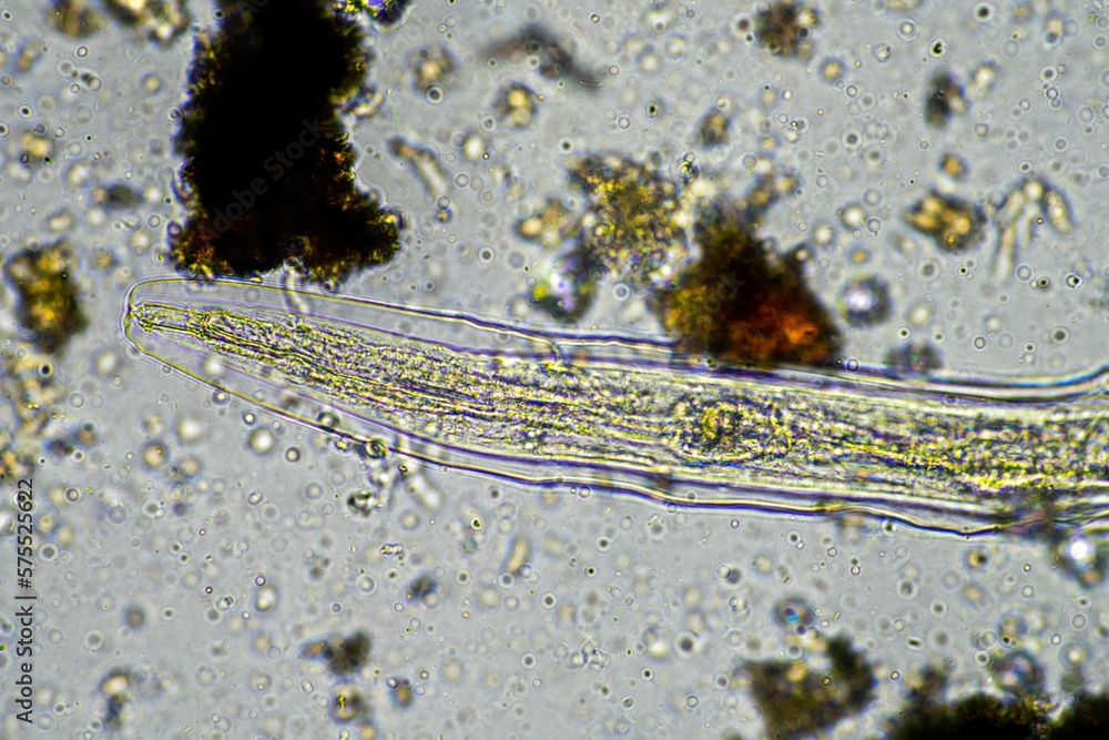 soil microorganisms including nematode, microarthropods, micro ...