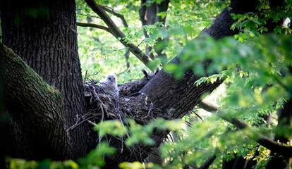 Eurasian Eagle Owl Bubo Bubo sitting sitting on a nest in the tree crown with cubs and guarding.