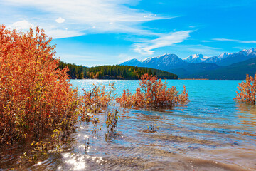 Wall Mural - The fall foliage