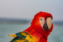Big Red Macaw Parrot With A Big Beak