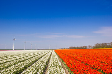 Wall Mural - Field of orange and white tulips in Noordoostpolder