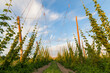 © Cavan Images - Hop plants growing in rows on a farm in Grandview, Washington.