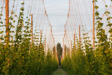 Rows Of Hop Plants On A Farm In Grandview, Washington.