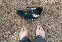 A Man Looks Down At A Dead Black-billed Magpie (Pica Hudsonia) He Found In A Field In Grandview, Washington.