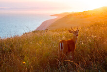 Magical Sunset At San Juan Island And A Wonderful Baby Deer