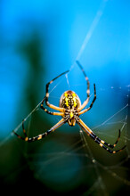 Close-up Of A Garden Spider In Its Web