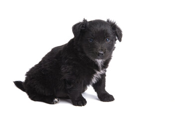 Sticker - black puppy isolated