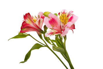 Wall Mural - alstroemeria flower isolated